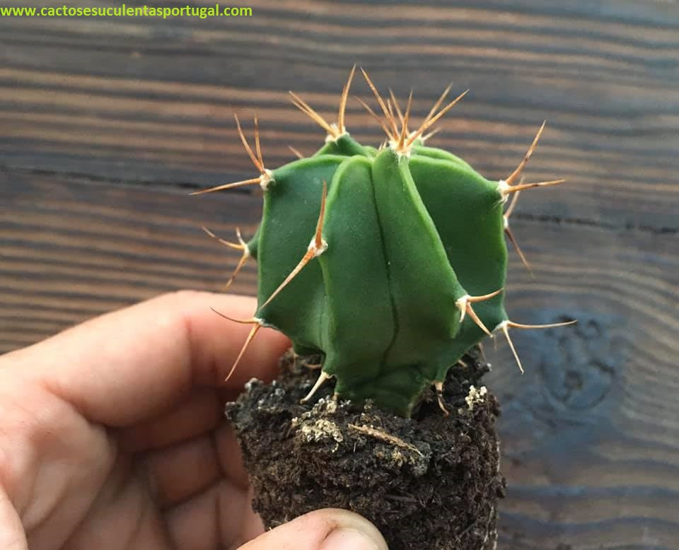 Astrophytum ornatum form. nudum
