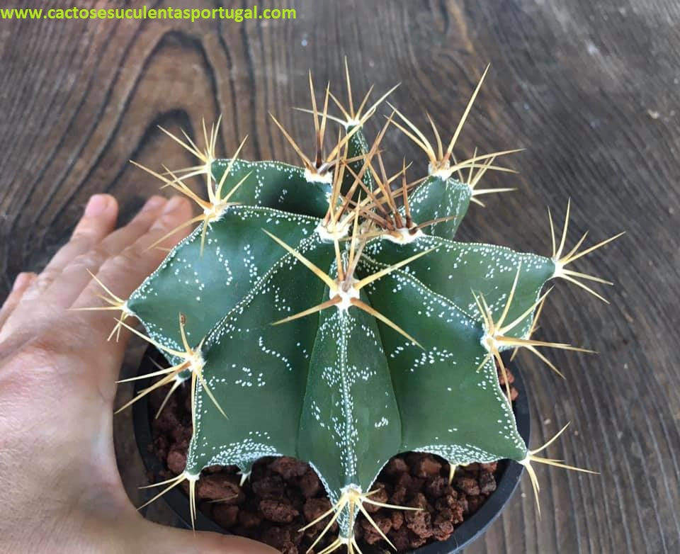 Astrophytum ornatum var. mirbelii 8 ribs