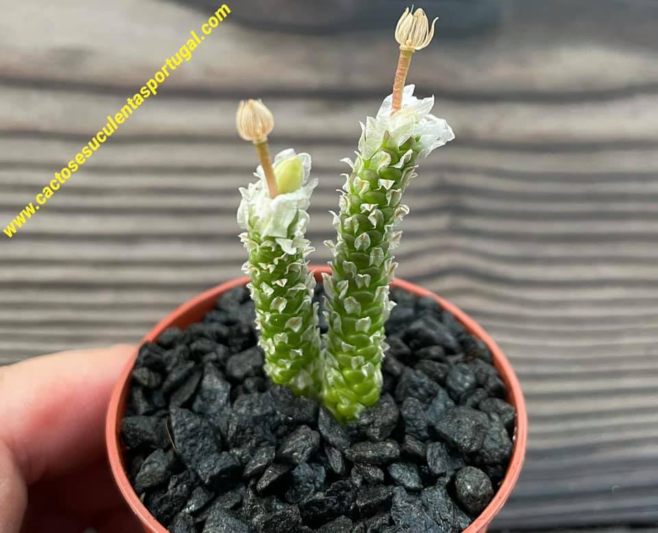 Avonia buderiana