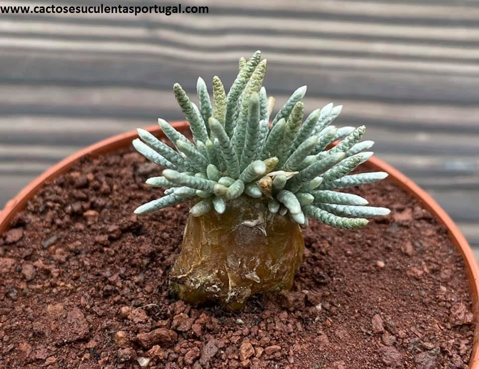 Avonia quinaria subsp. alstonii