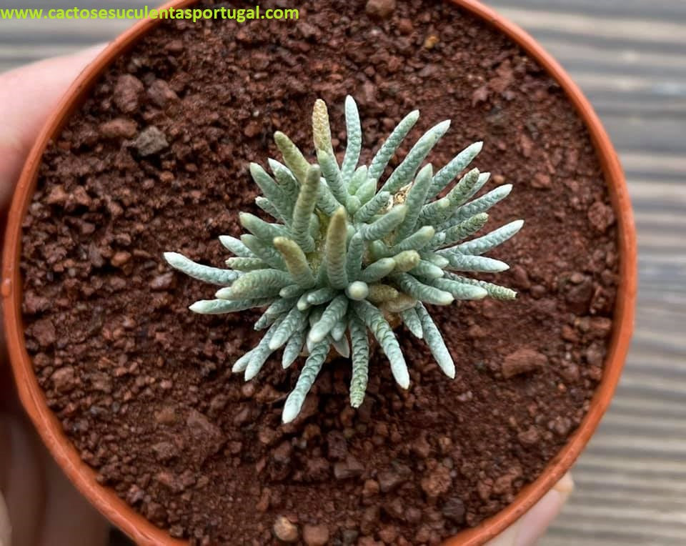 Avonia quinaria subsp. alstonii