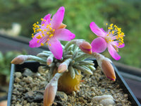 Avonia quinaria subsp. alstonii flower