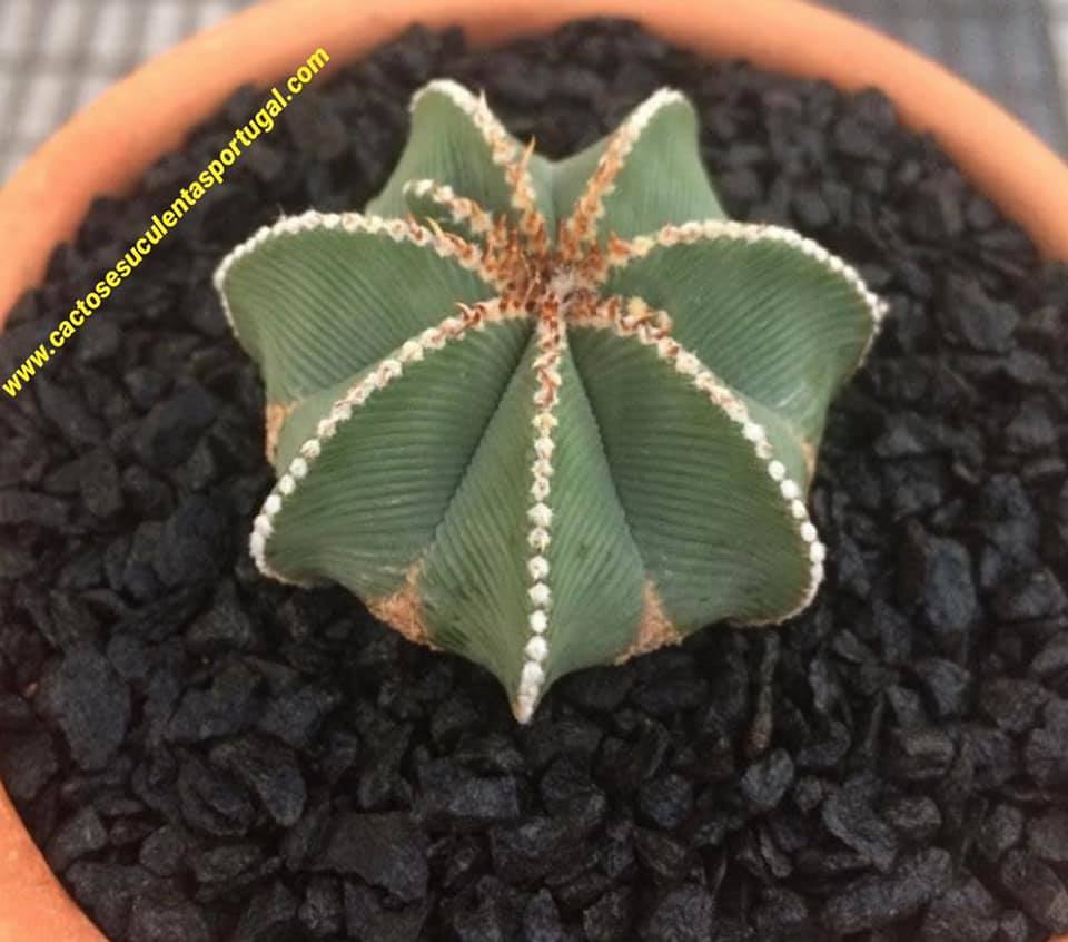 Aztekium Hintonii