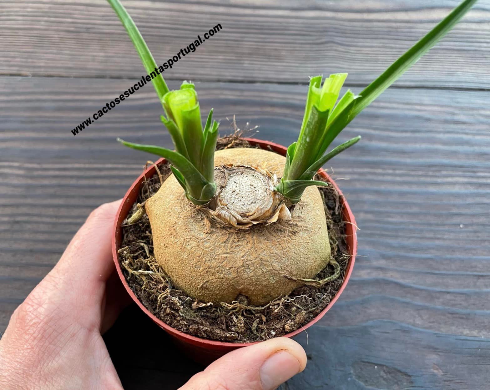 Beaucarnea recurvata - Pata de elefante