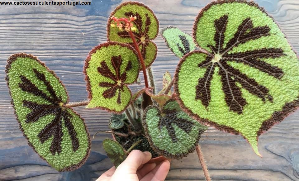 Begonia masoniana
