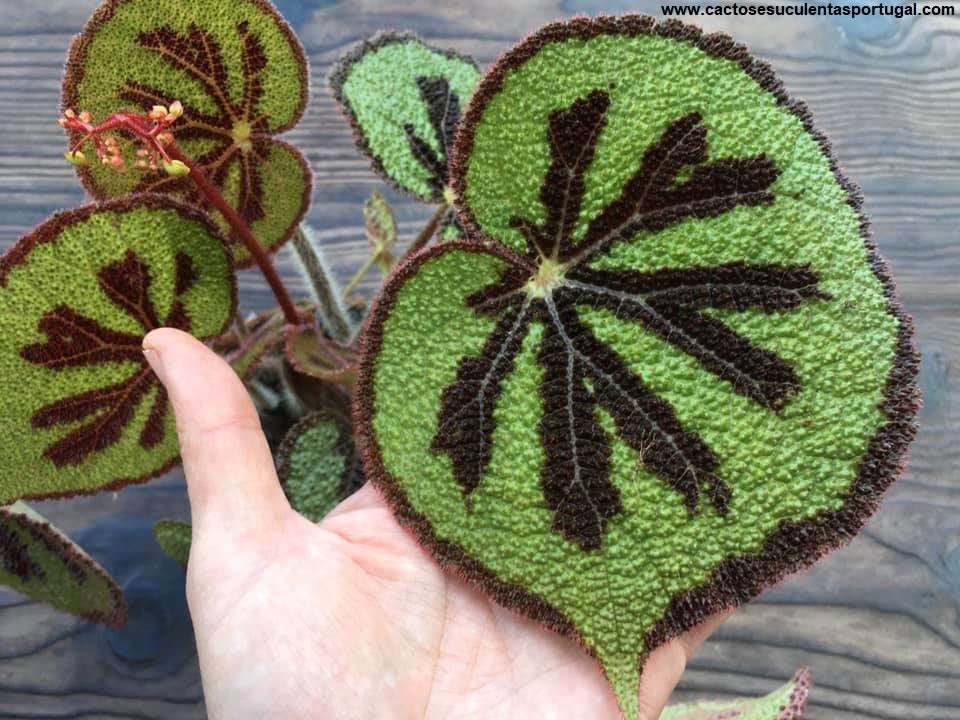 Begonia masoniana