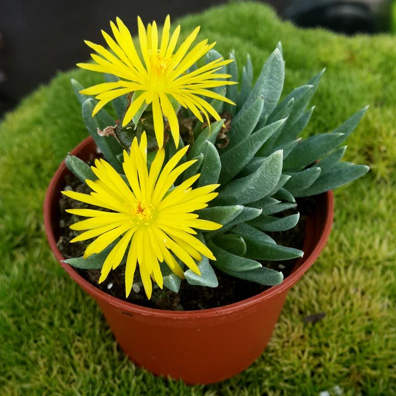 Bergeranthus jamesii 