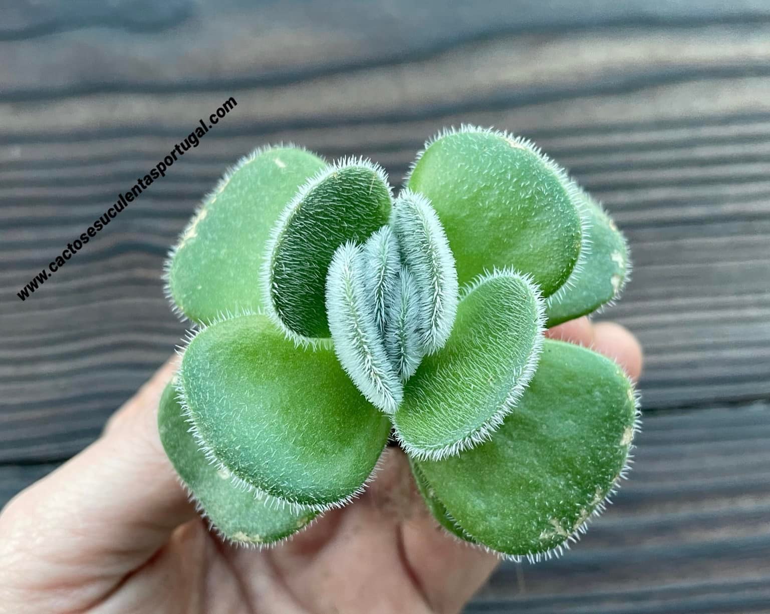 Crassula tomentosa x barbata