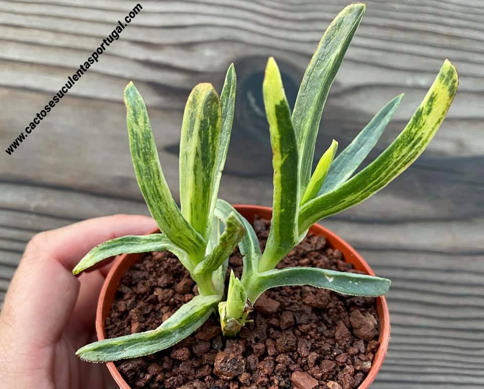 Carpobrotus edulis variegata