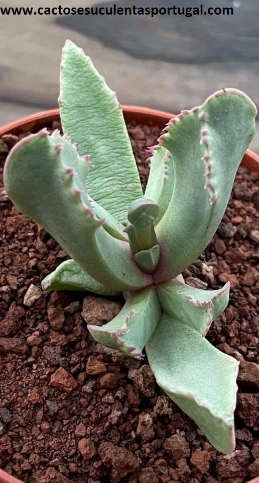 Carruanthus ringens