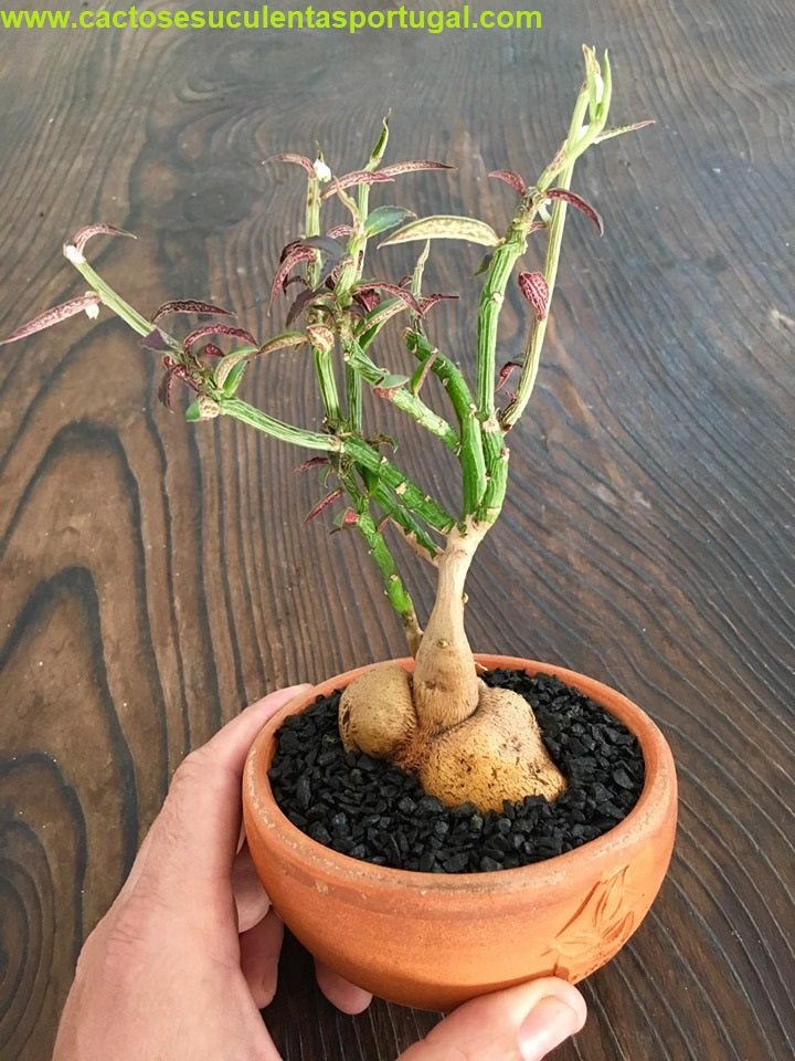 Caudiciform Monadenium Montanum Var. Rubellum, Euphorbia neorubella