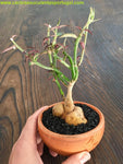 Caudiciform Monadenium Montanum Var. Rubellum, Euphorbia neorubella