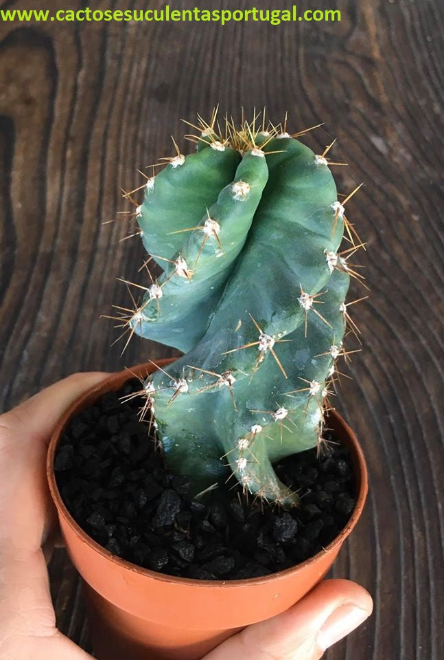 Cereus Forbesii Spiralis