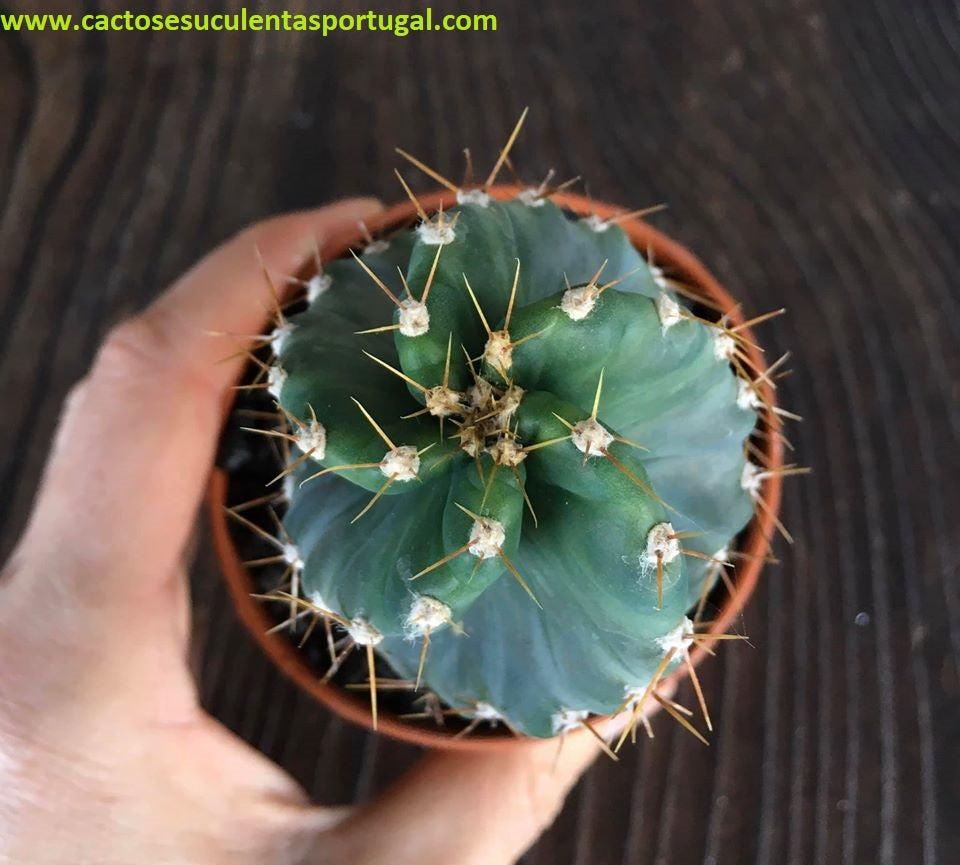Cereus Forbesii Spiralis