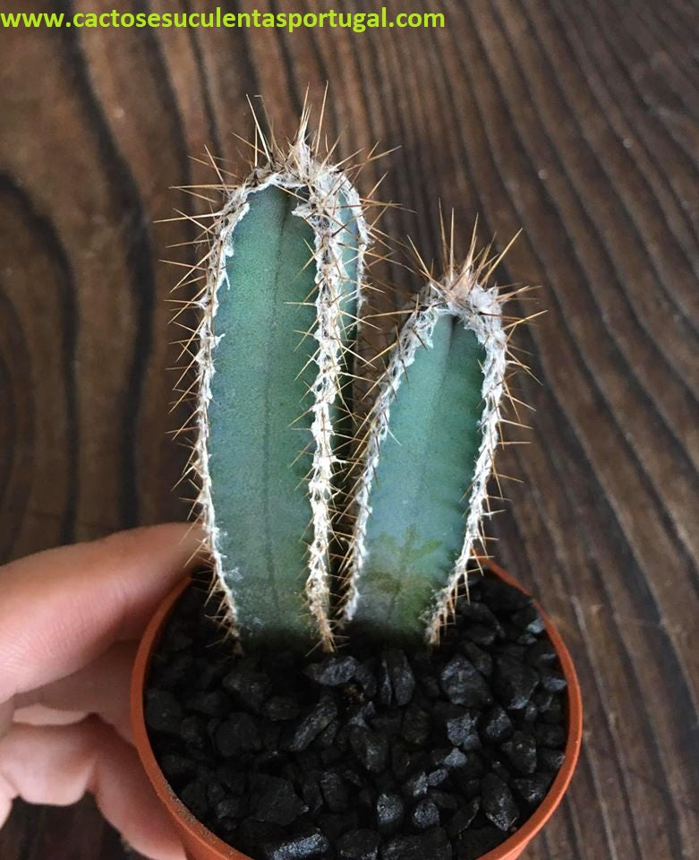 Cereus forbesii