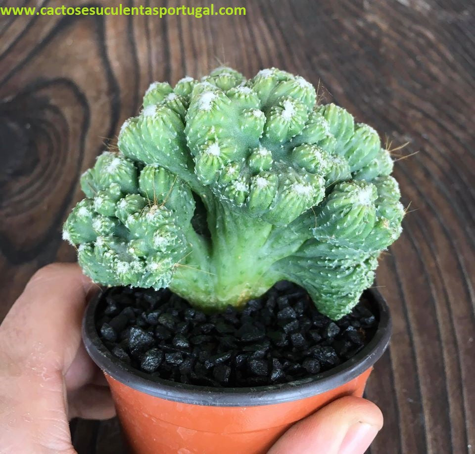 Cereus peruvianus monstruoso