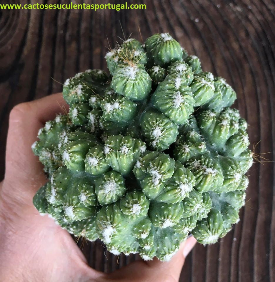 Cereus peruvianus monstruoso