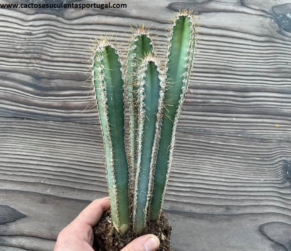 Cereus forbesii