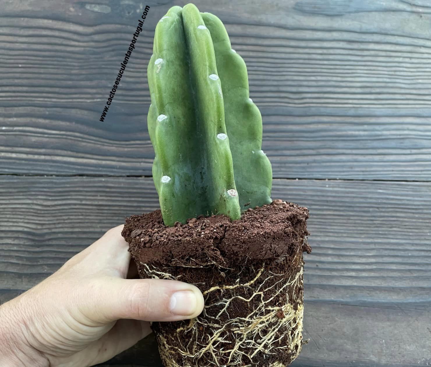 Cereus jamacaru subs. inermis