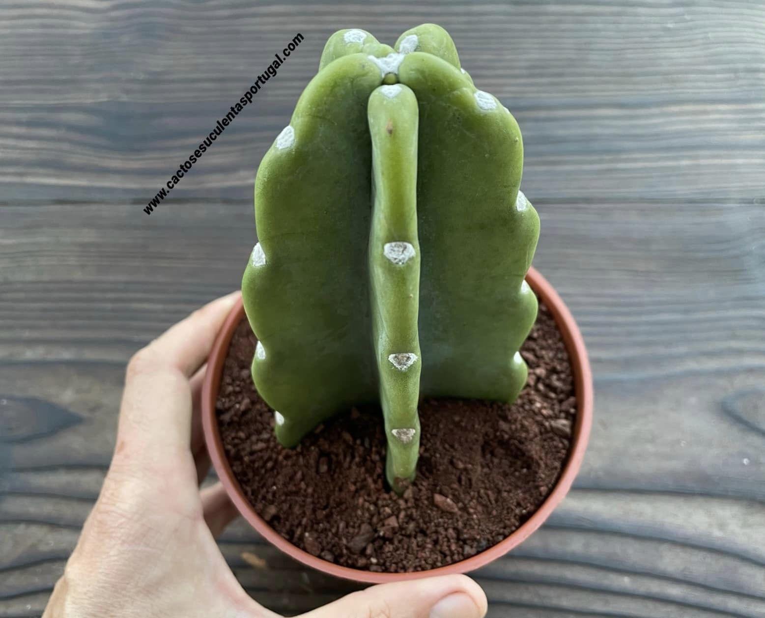 Cereus jamacaru subs. inermis