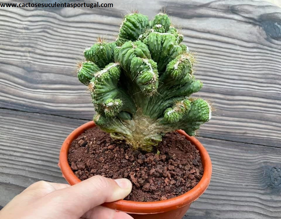 Cereus peruvianus monstruoso, (very old)