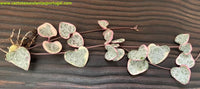 Ceropegia woodii variegata / string of hearts / corações emaranhados