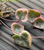 Ceropegia woodii variegata / string of hearts / corações emaranhados