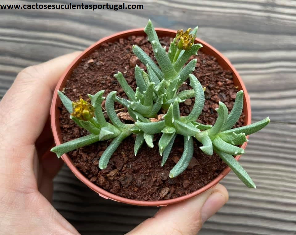 Chasmatophyllum masculinum