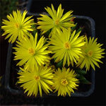 Chasmatophyllum masculinum