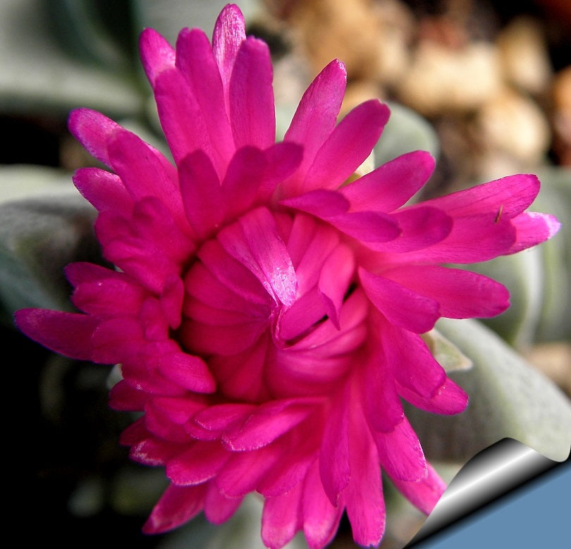 Cheiridopsis Purpurea  Karrachab