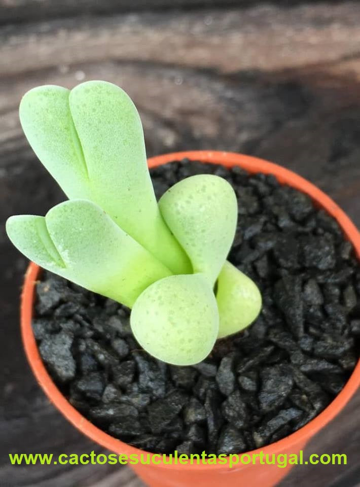 Cheiridopsis verrucosa 10k e Alexander Bays 