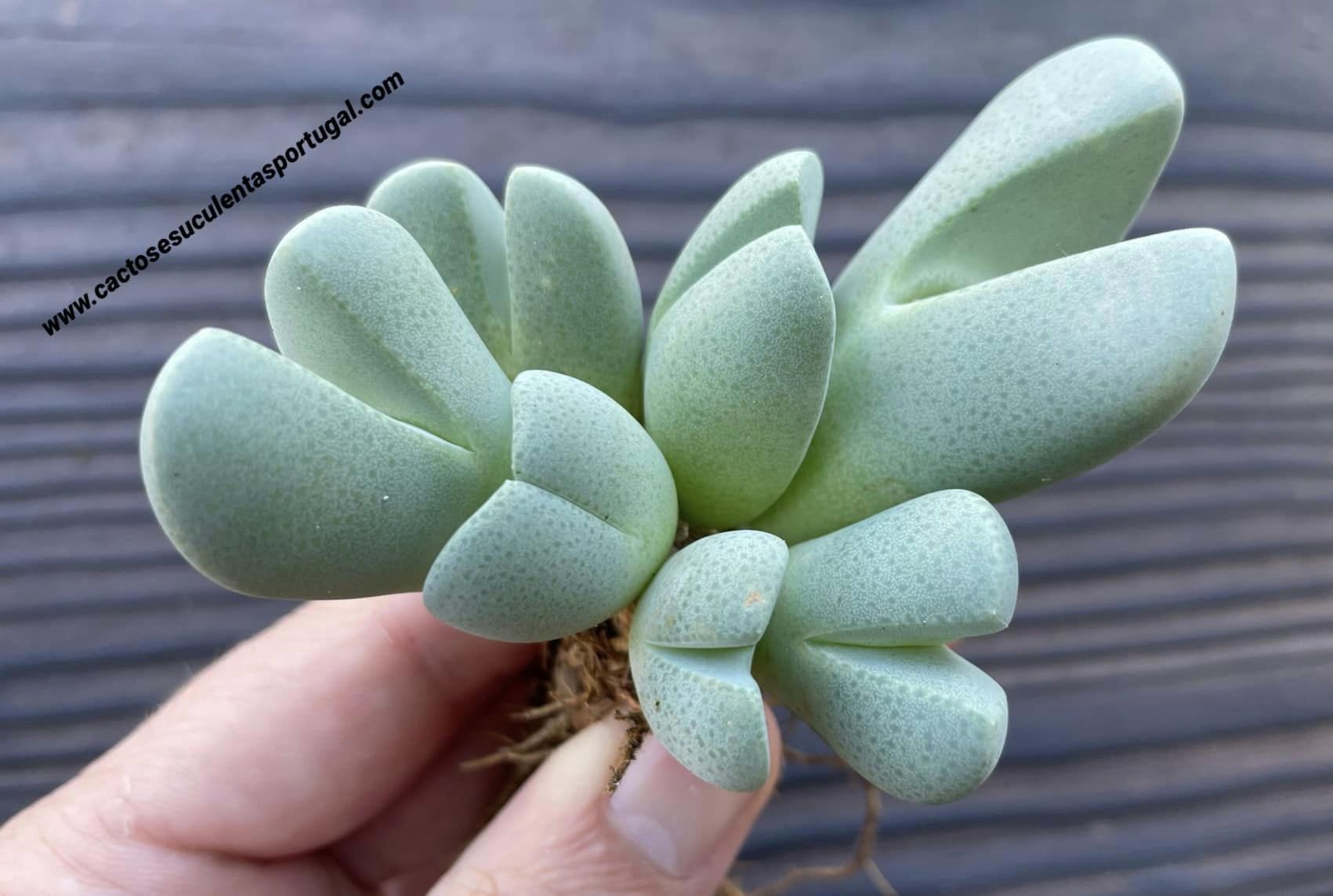 Cheiridopsis brownii