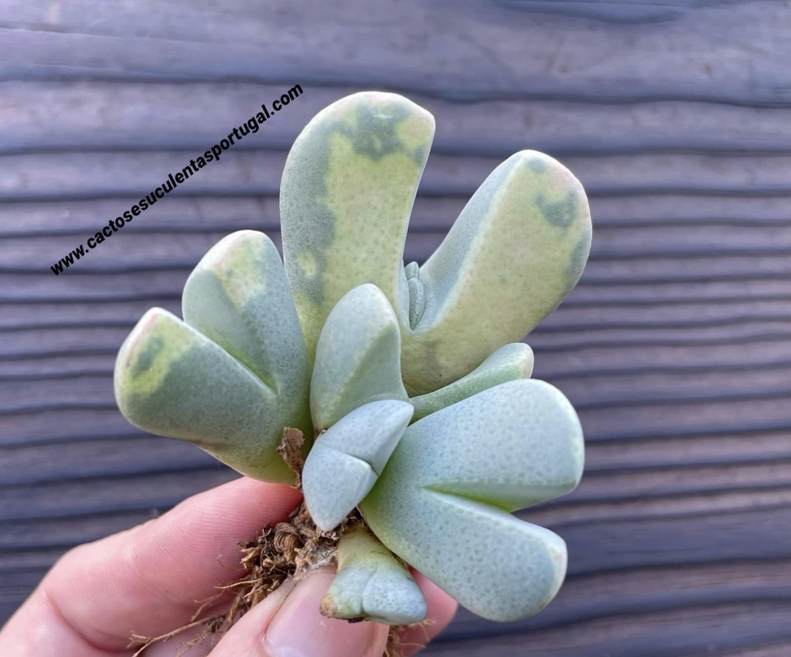 Cheiridopsis brownii form. variegata