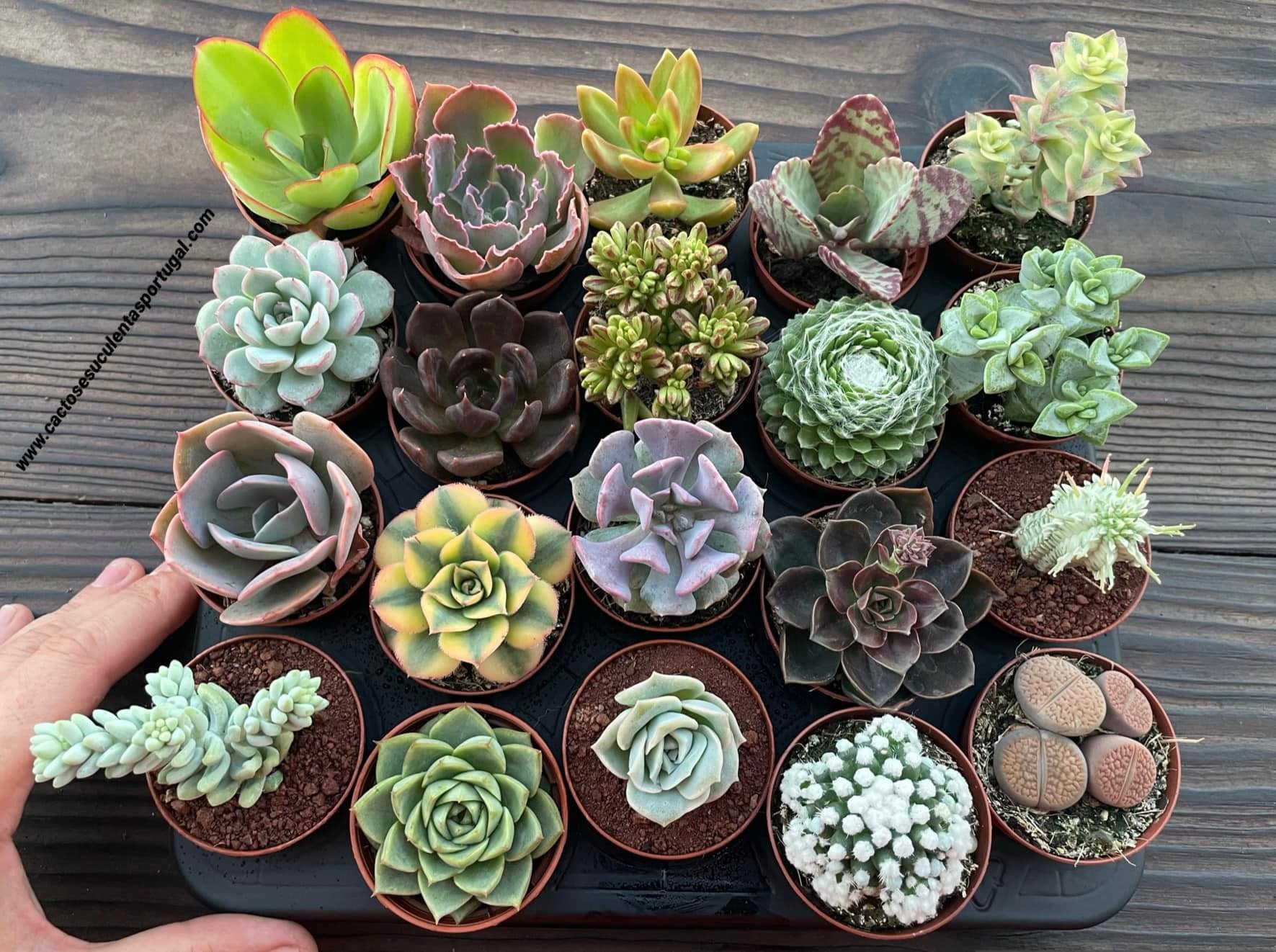 20 unidades em vaso