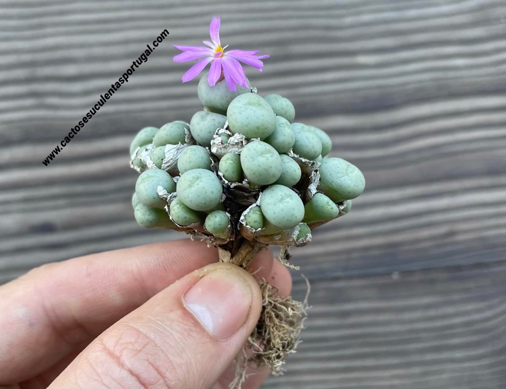 Conophytum minutum