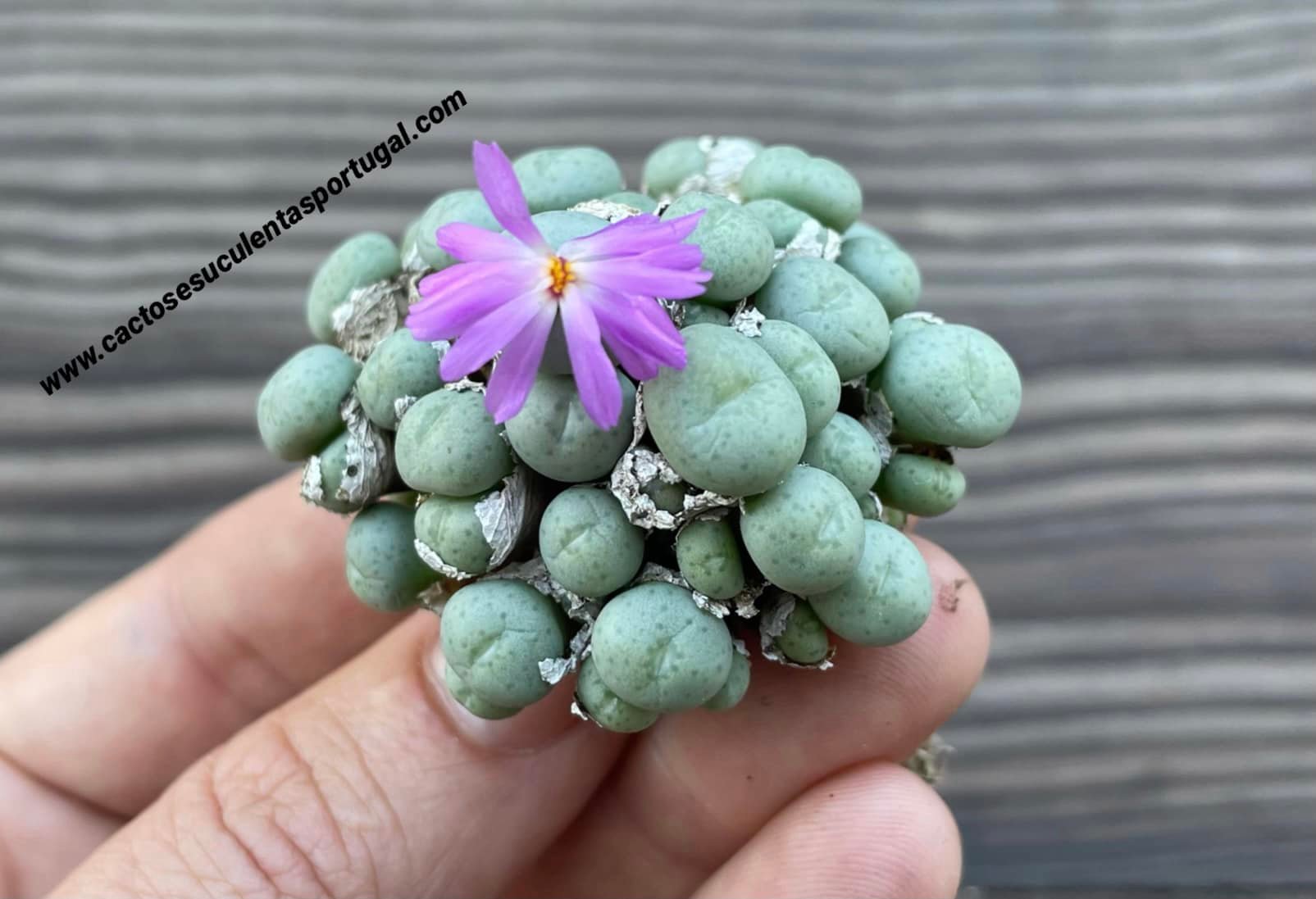 Conophytum minutum