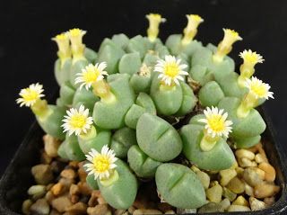 Conophytum quaesitum