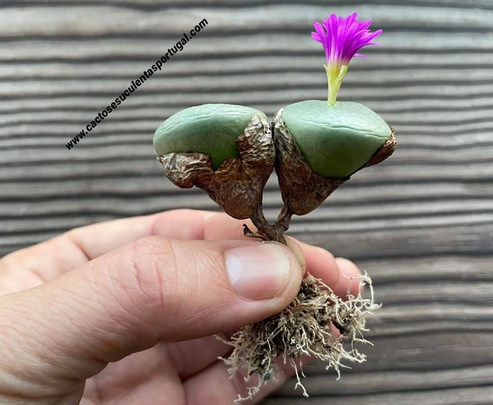 Conophytum wettsteinii