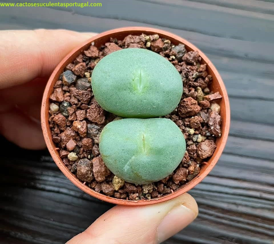 Conophytum wettsteinii