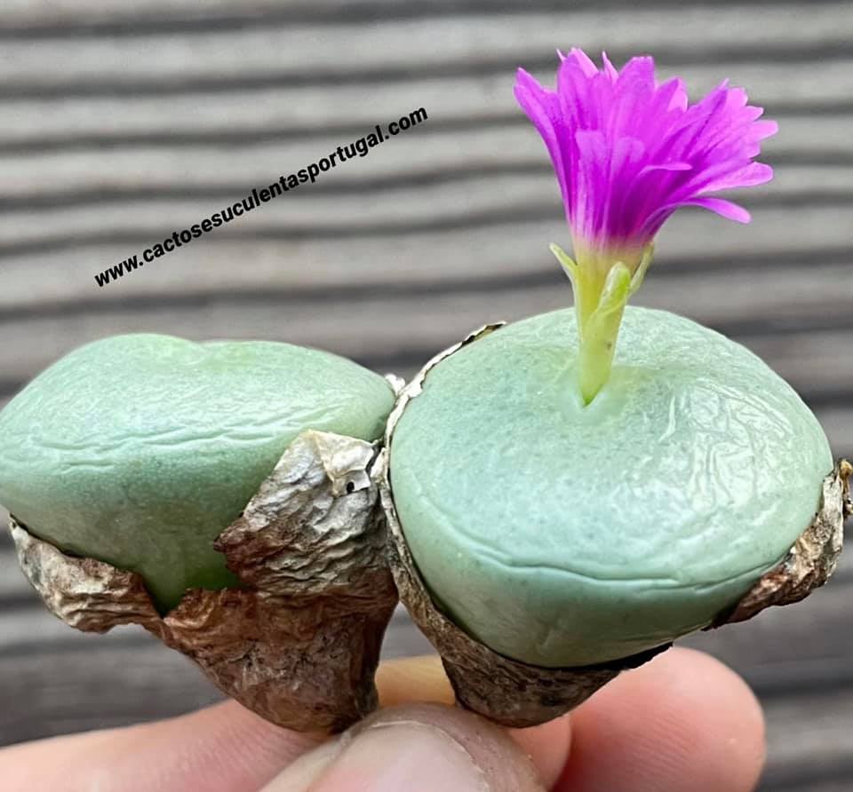 Conophytum wettsteinii