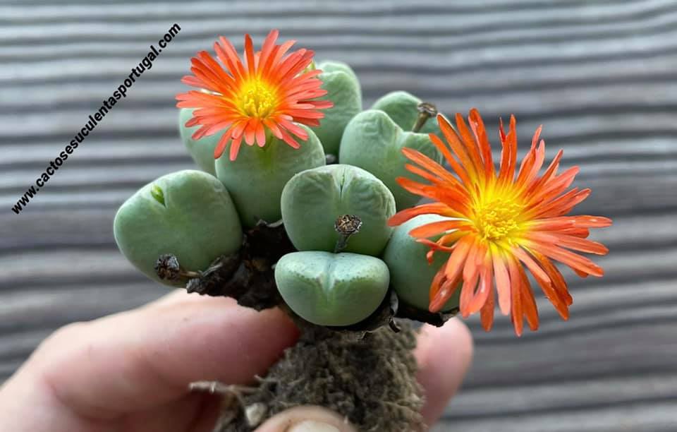 Conophytum x cupreiflorum
