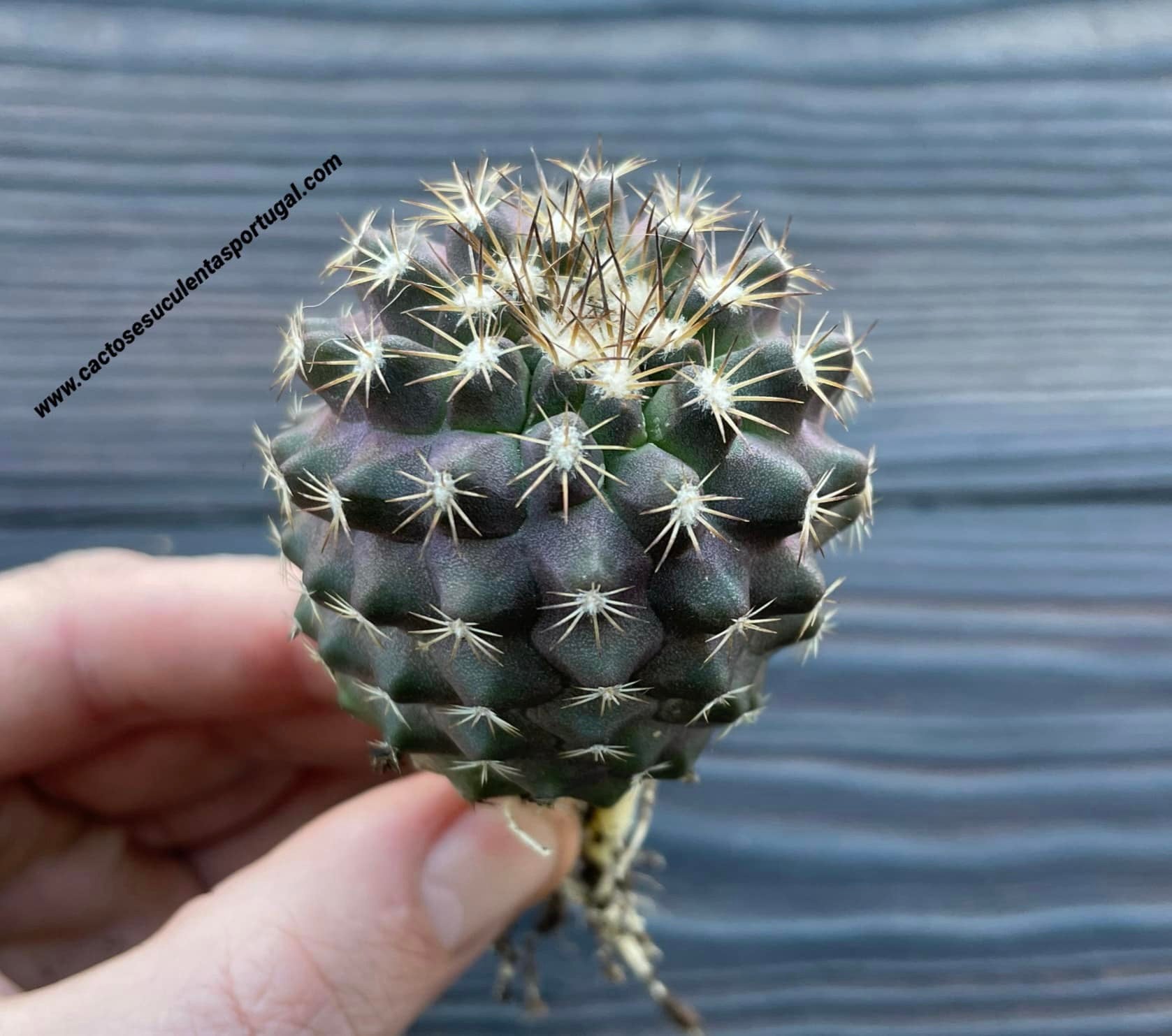 Copiapoa humilis var. tenuissima