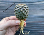 Copiapoa humilis var. tenuissima