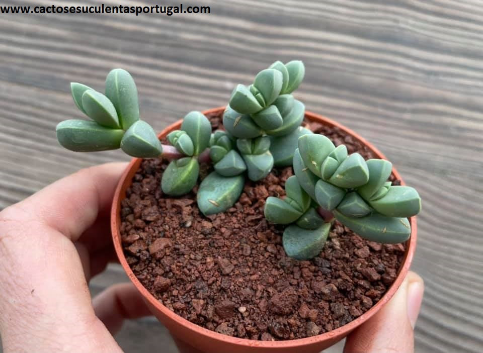 Delosperma lehmannii