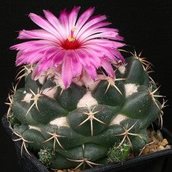 Coryphantha elephantidens