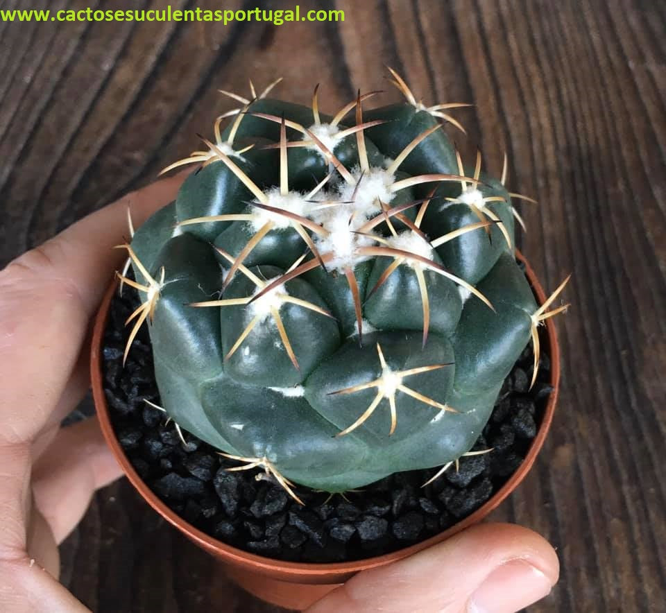 Coryphantha elephantidens