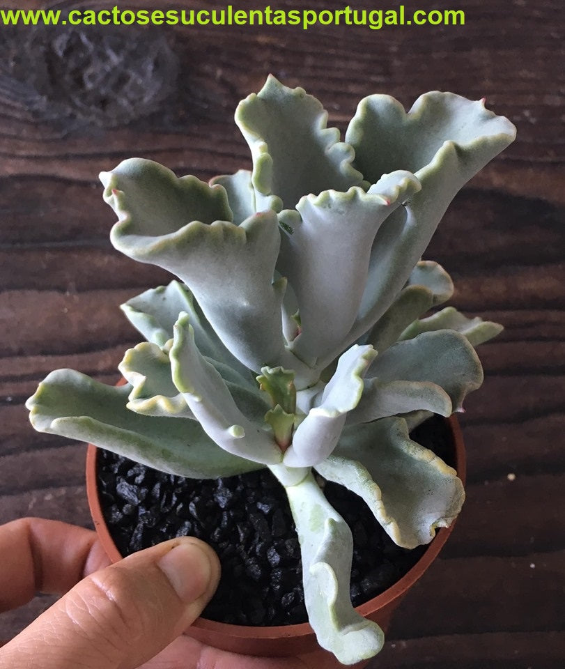 Cotyledon Coral