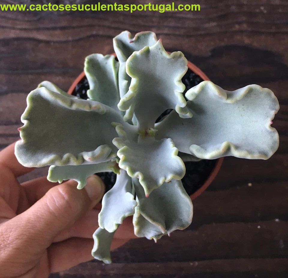 Cotyledon Coral