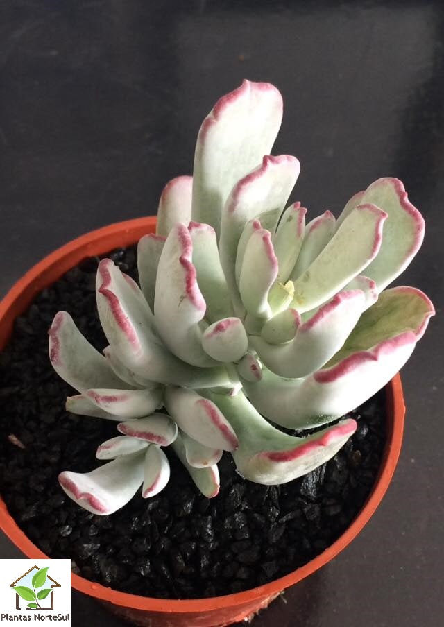 Cotyledon orbiculata