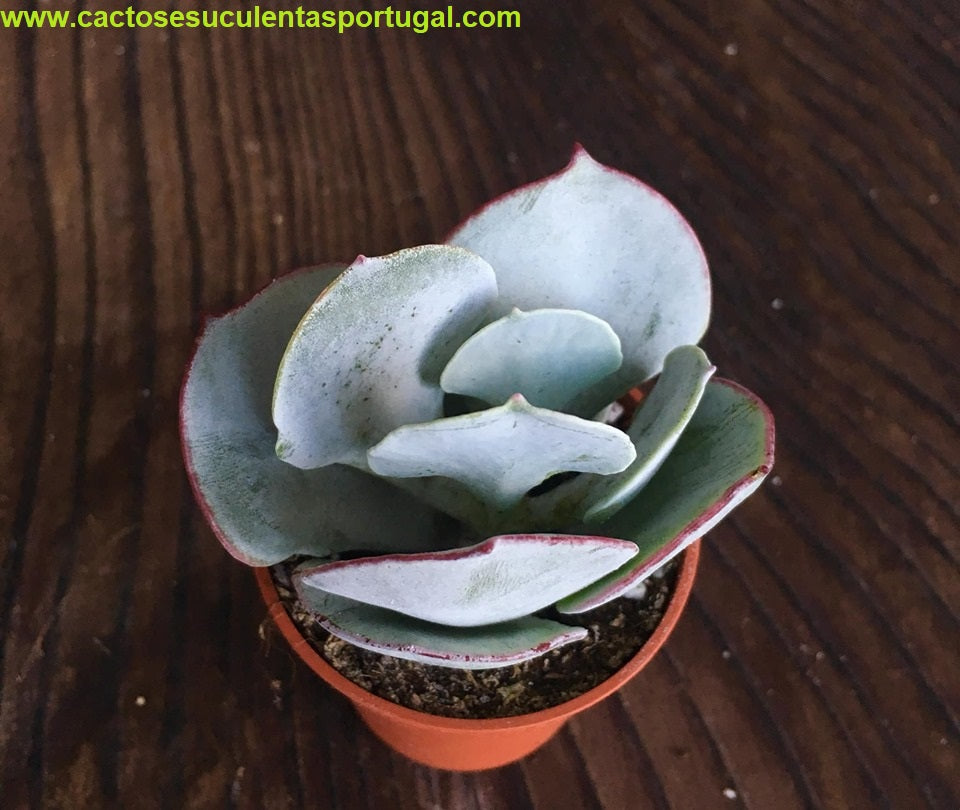Cotyledon orbiculata 'Hakubi'